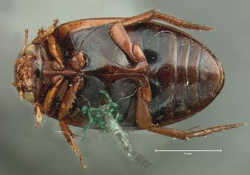 Media type: image;   Entomology 35072 Aspect: habitus ventral view